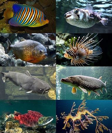 study of fish|Bony Fish Anatomy, Characteristics & Examples .